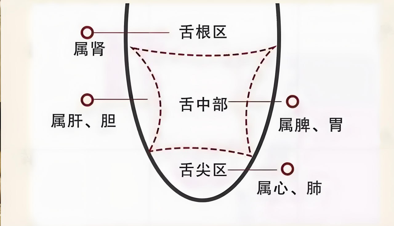 中医舌诊 1.1G 包括诊断课程 教学 及宣传片